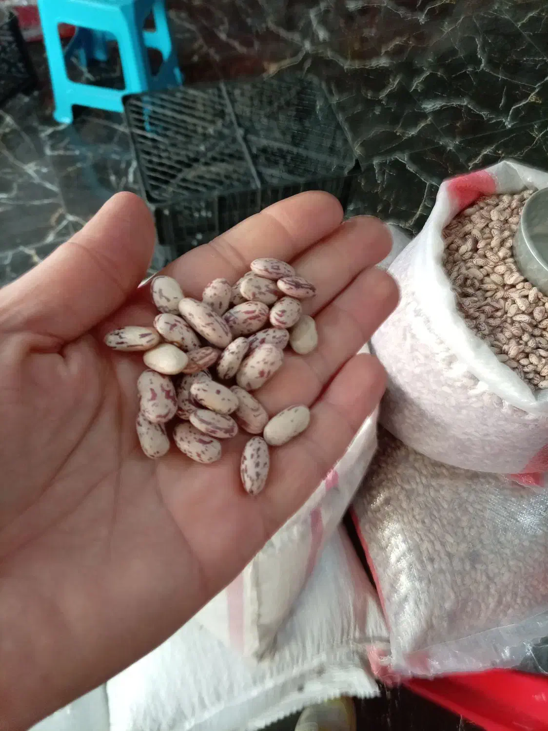 حبوبات لوبیاچیتی، عدس|خوردنی و آشامیدنی|نسیم‌شهر, |دیوار