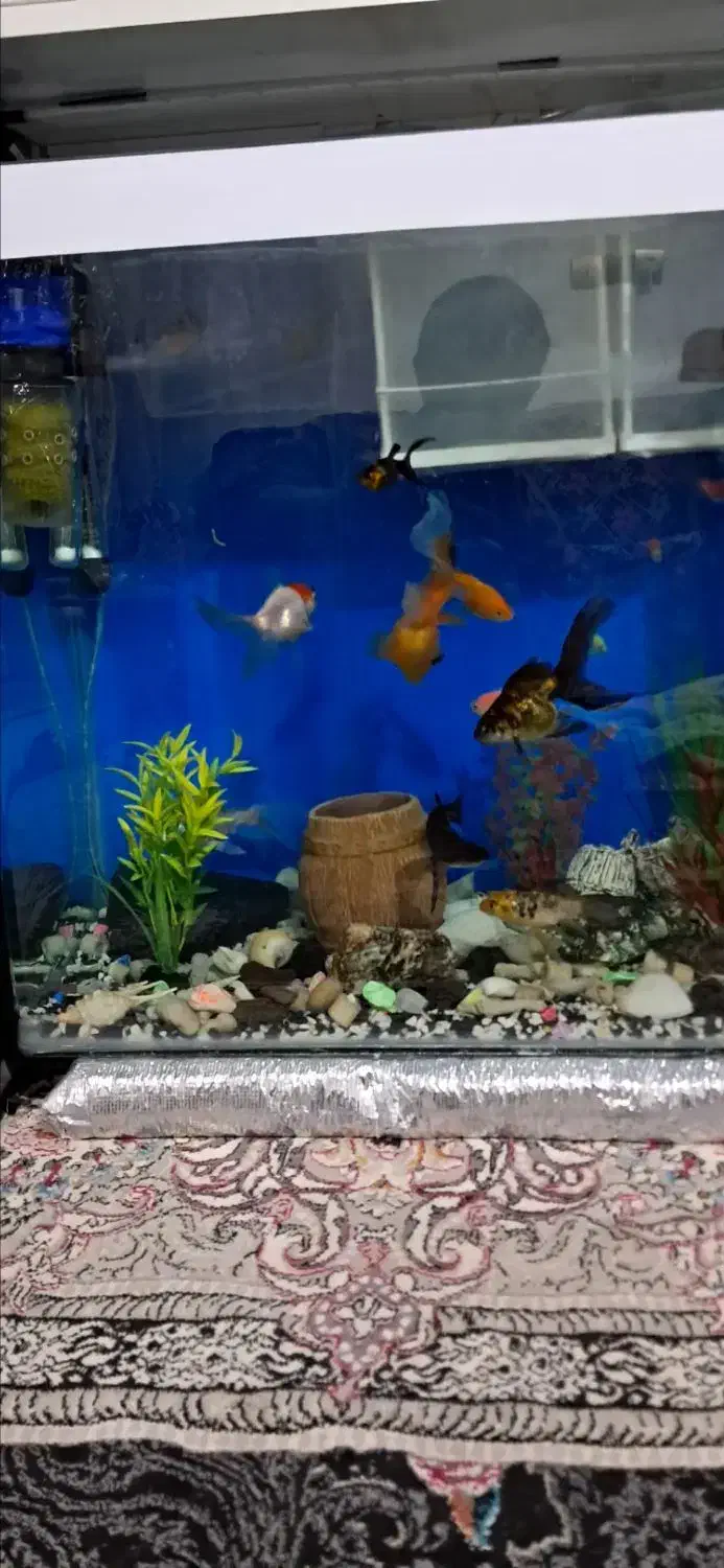 آکواریوم شیشه  خم علت کمبودجا با مقداری وسایل|ماهی|پاکدشت, پاکدشت (مامازند)|دیوار