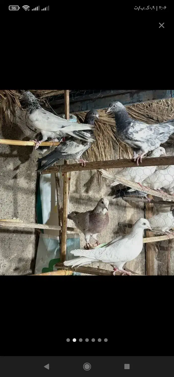 کفتر پرش بازی به شرط همه کفتر دارم به جز طوقی|پرنده|کهنوج, |دیوار