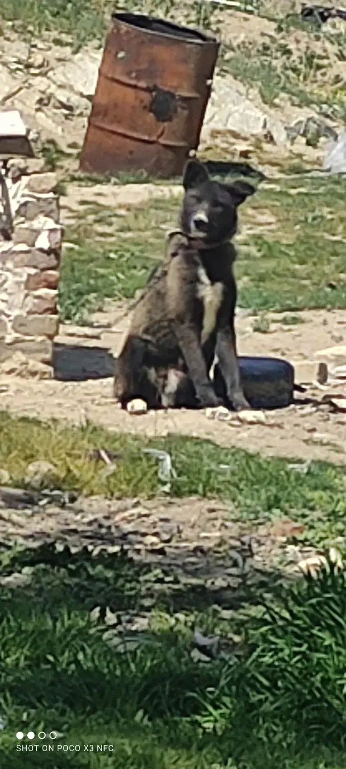 سگ.|سگ|ملایر, |دیوار