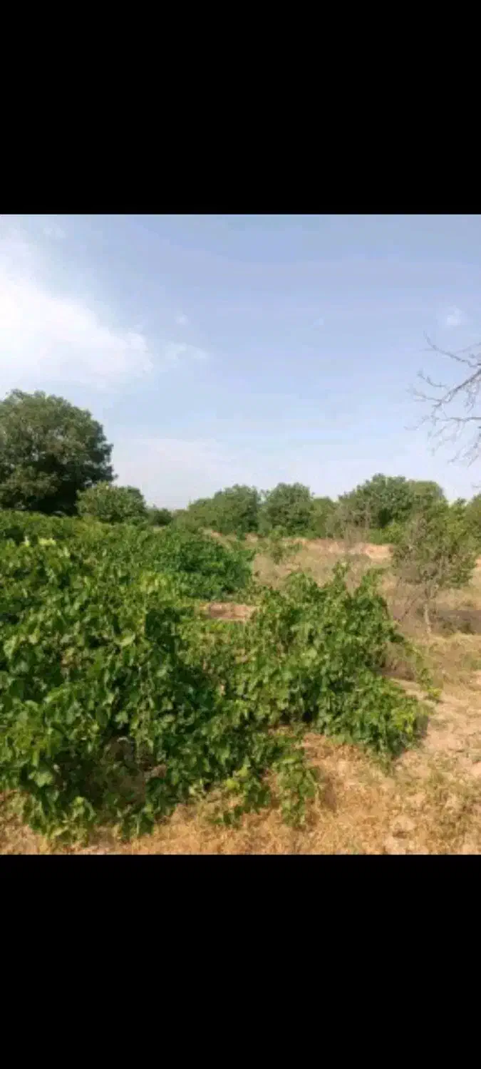 زمین نورین|فروش زمین و ملک کلنگی|ابهر, |دیوار