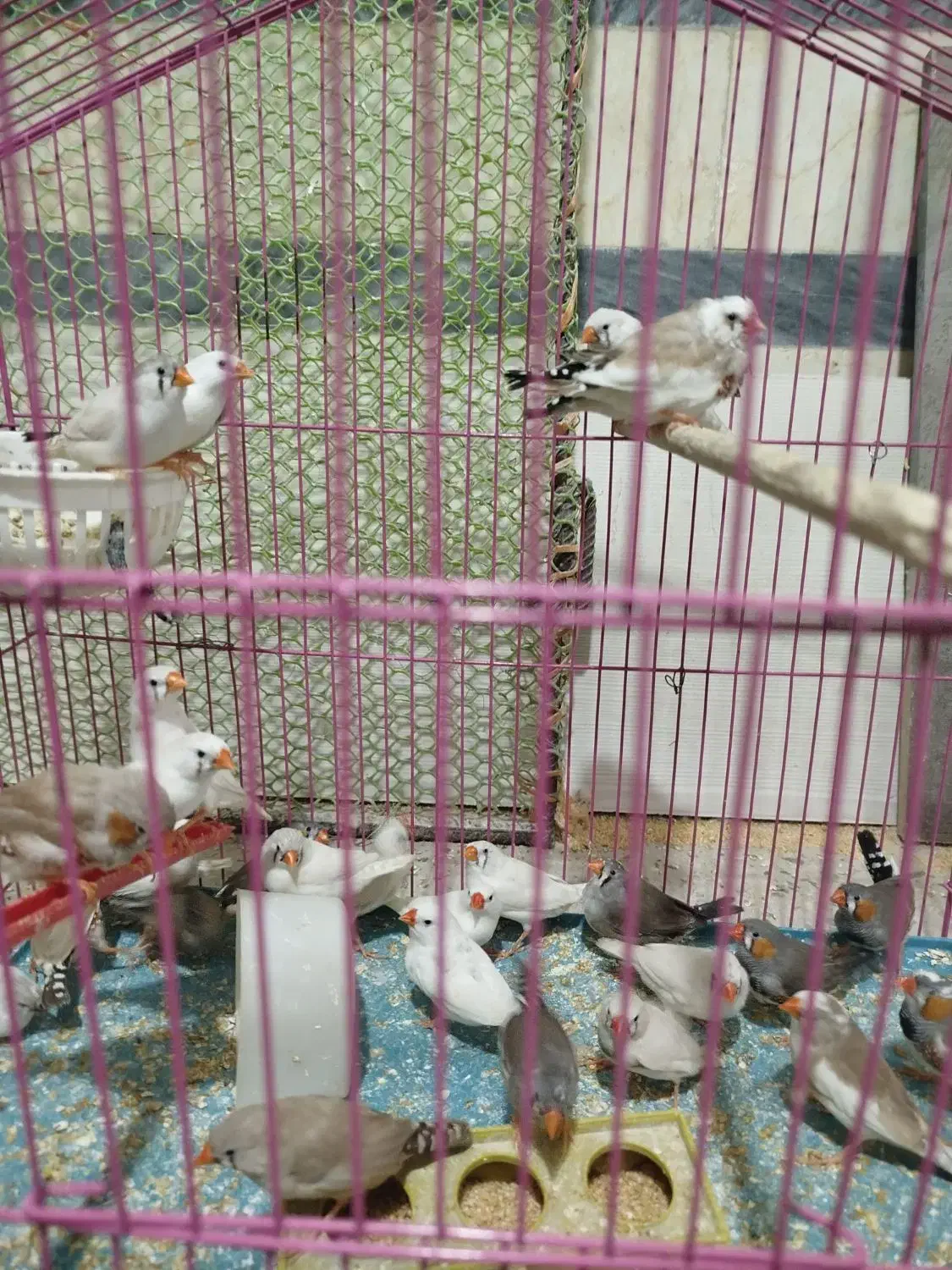 پرنده|پرنده|بزینه رود, |دیوار