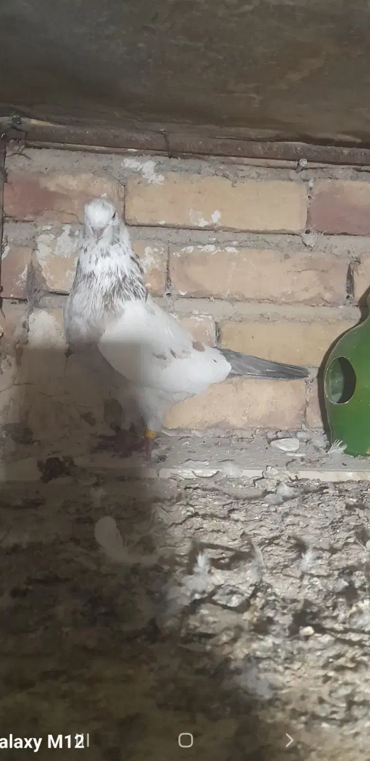 کفتره پرشی|پرنده|پارس‌آباد, |دیوار