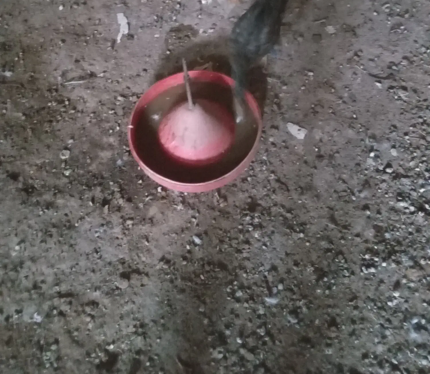 اوردک|حیوانات مزرعه|شیروان (لرستان), |دیوار