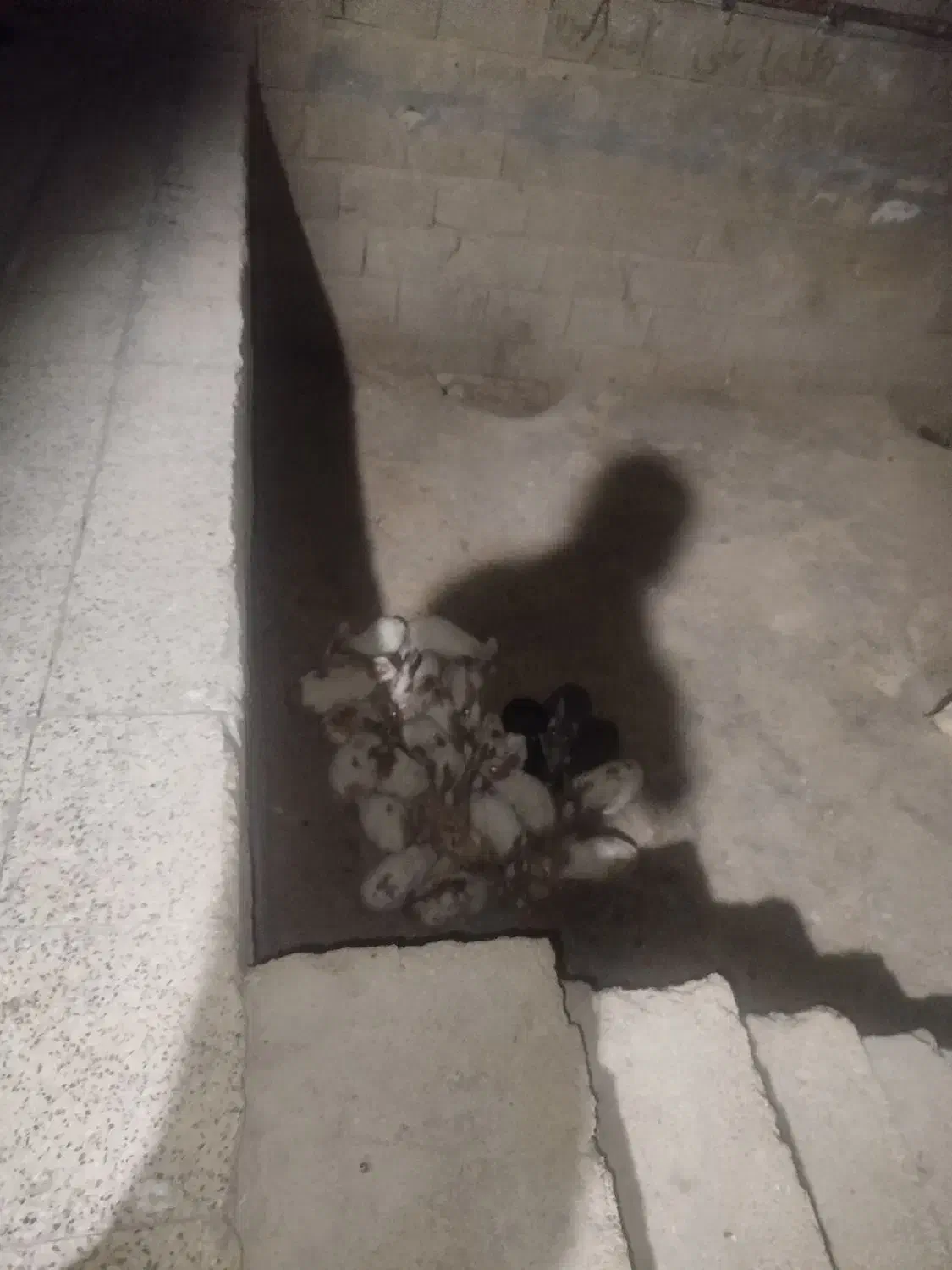 خرگوش|موش و خرگوش|یاسوج, |دیوار