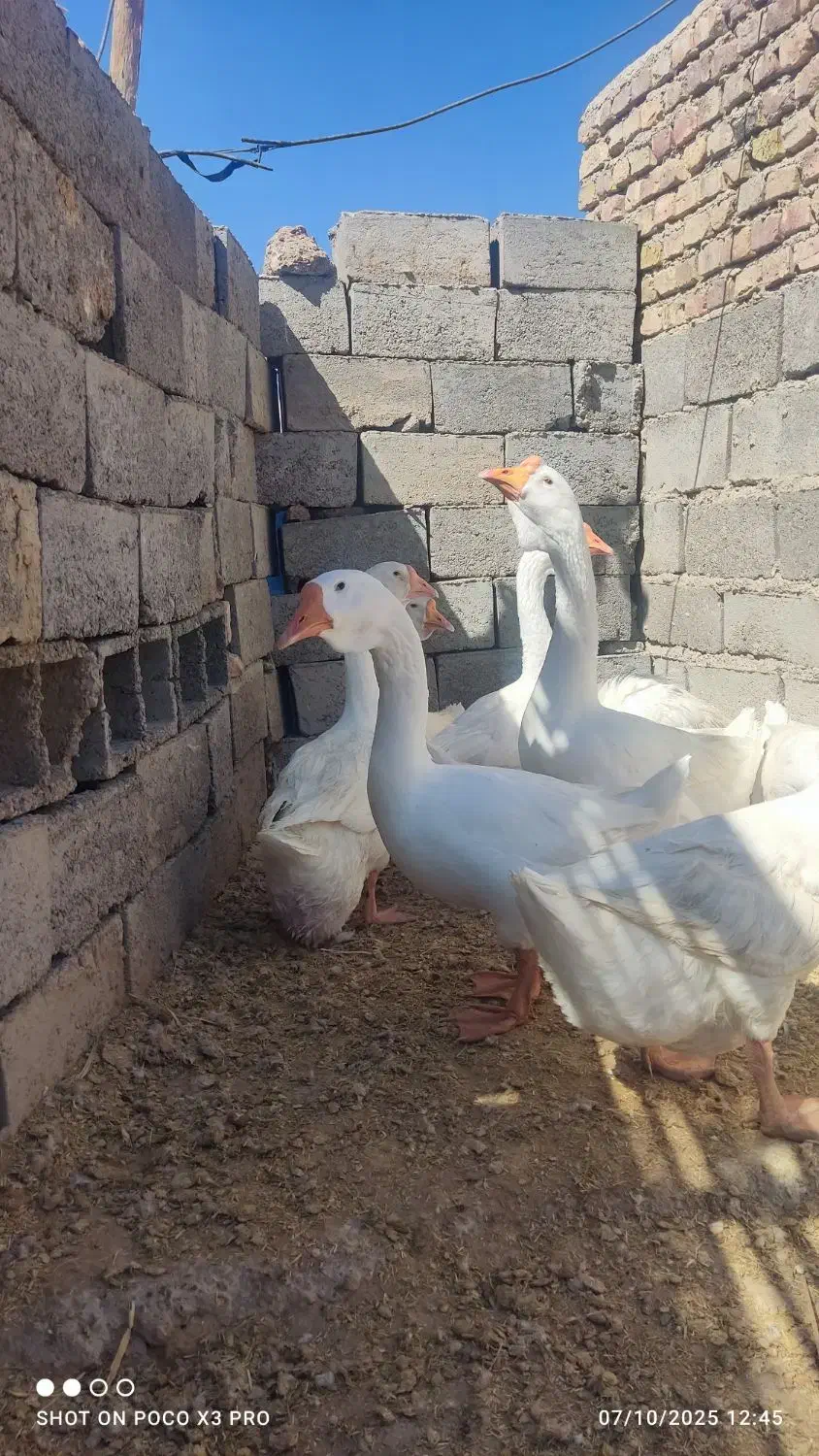 قوغاز خالمانگوری دوناف وشاخ دار|حیوانات مزرعه|هامون, |دیوار