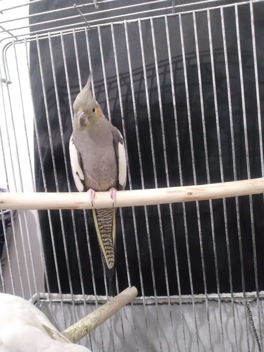 عروس هلندی نرو ماده|پرنده|ازنا, |دیوار