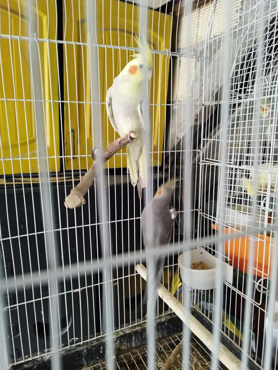 عروس هلندی|پرنده|دالخانی, |دیوار