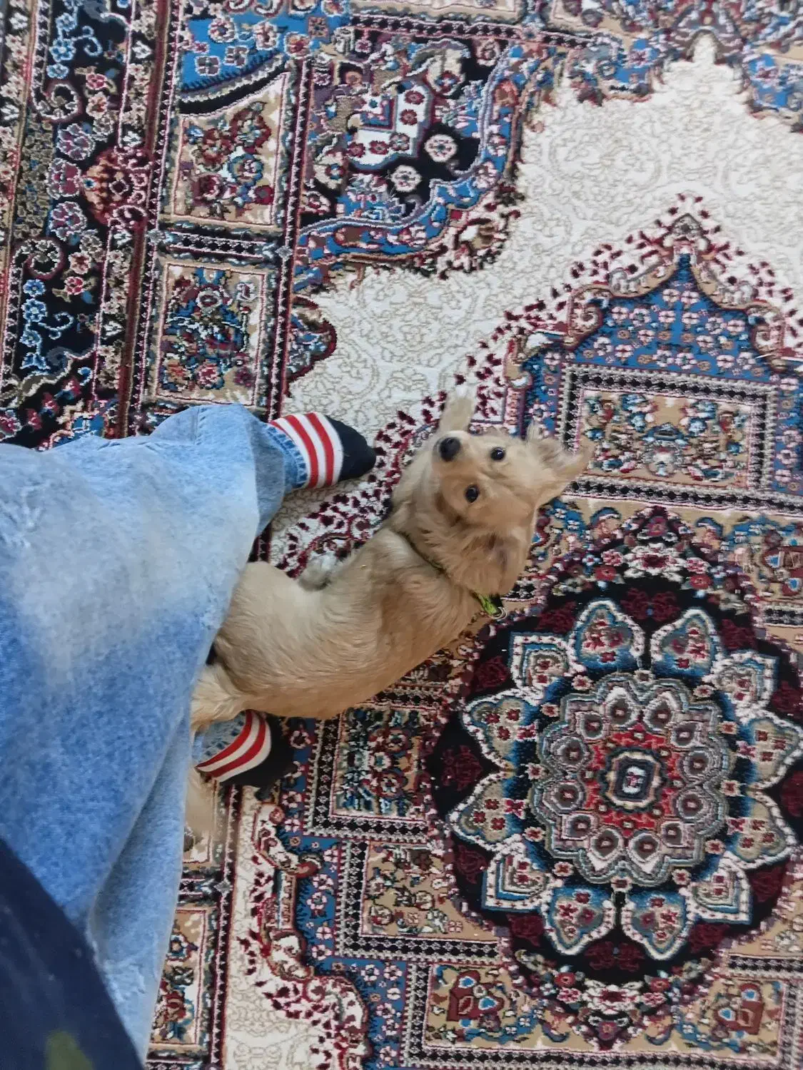 واگزاری سگ پامر اشپیتز|سگ|شاهدشهر, |دیوار