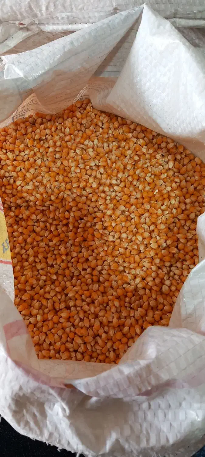 ذرت پفیلا|خوردنی و آشامیدنی|کاشان, ولیعصر|دیوار