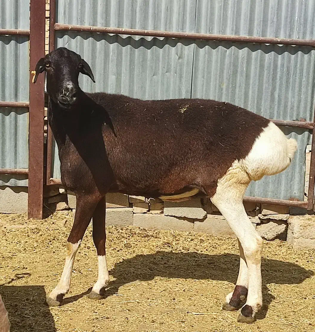 شیشک چینی|حیوانات مزرعه|طسوج, |دیوار