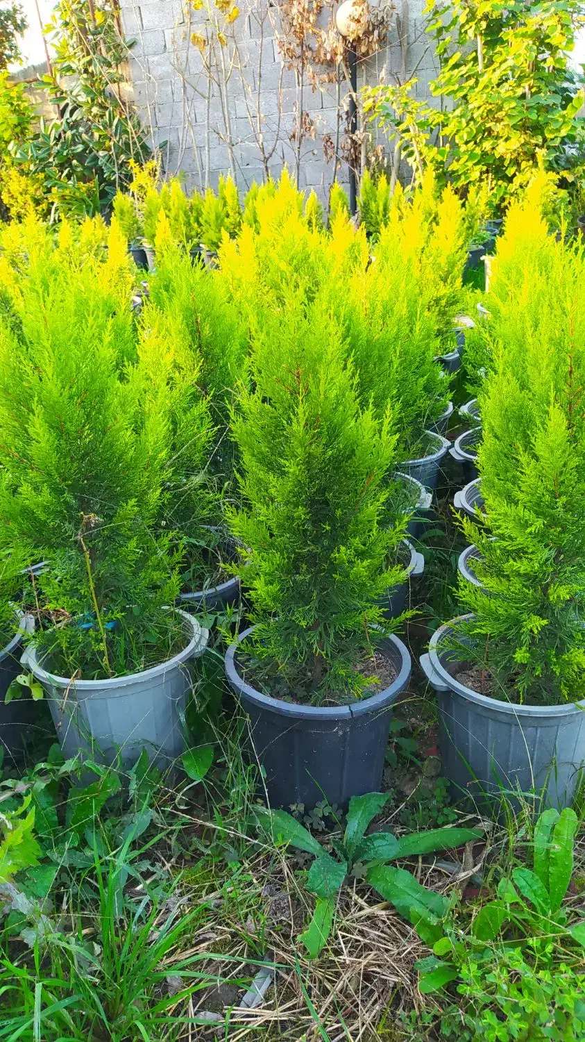 درخت میوه آلبالو کاج لاوسون  شمشاد طلایی  چمن|خدمات باغبانی و درختکاری|آستانه اشرفیه, |دیوار