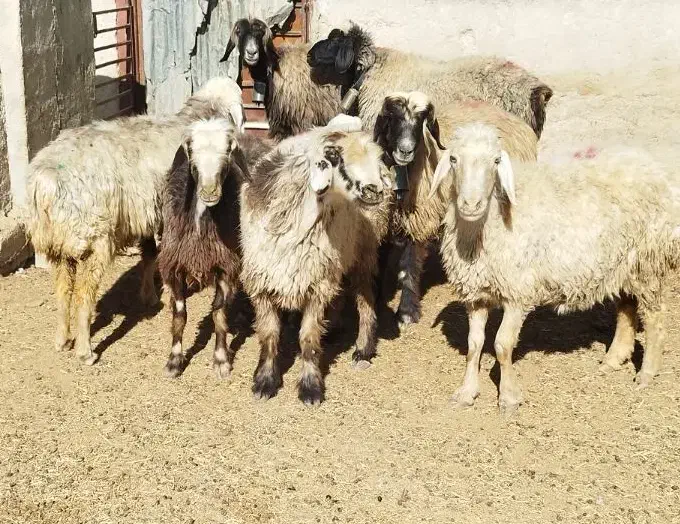 ۷راس میش بره دار و آبستن|حیوانات مزرعه|شیراز, علی آباد|دیوار