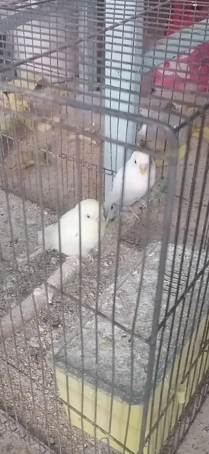 مرغ عشق با جوجه|پرنده|مروست, |دیوار