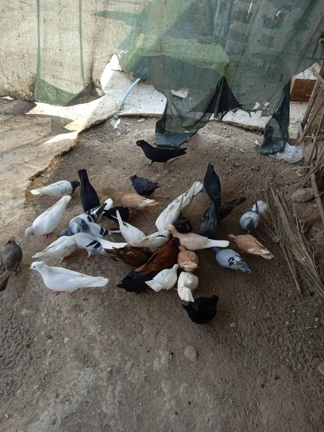 کبوتر رنگی|پرنده|سعدآباد, |دیوار