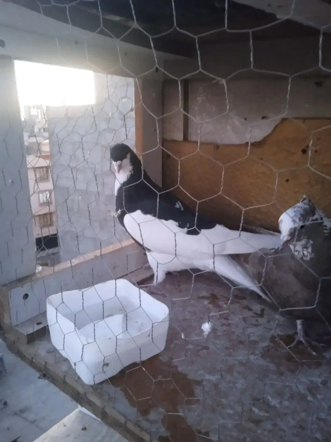 شصتی سیاه نرمست|پرنده|قزوین, |دیوار