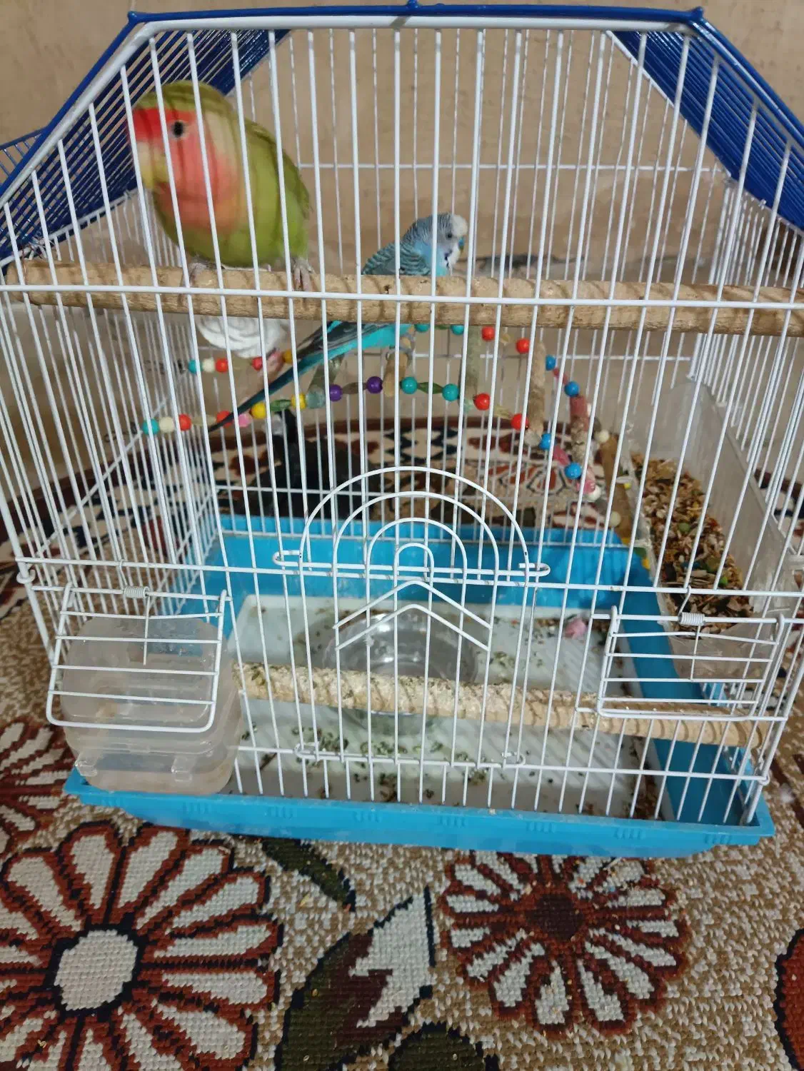 طوطی و مرغ عشق|پرنده|دهگلان, |دیوار