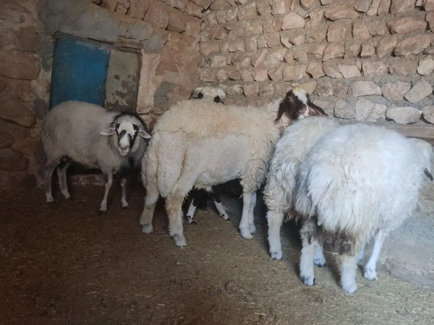 چهار عدد بره قوچ|حیوانات مزرعه|اسلامآباد غرب, |دیوار