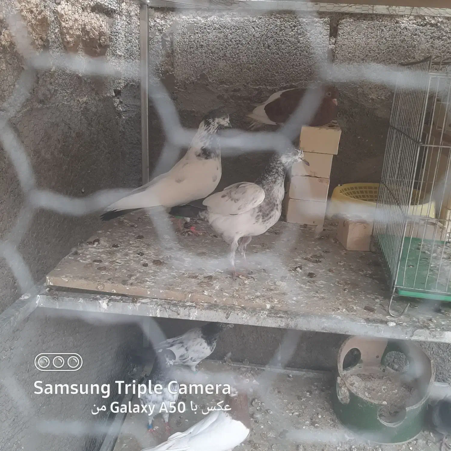 کفتر|پرنده|امیدیه, |دیوار