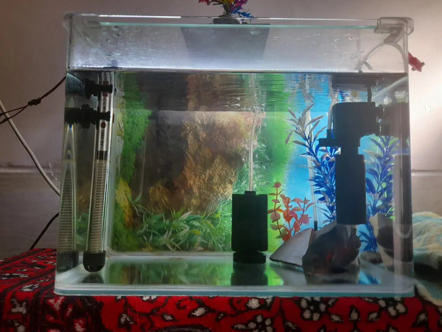 فروش ماهی اسکار|ماهی|شیراز, کوشک میدان|دیوار