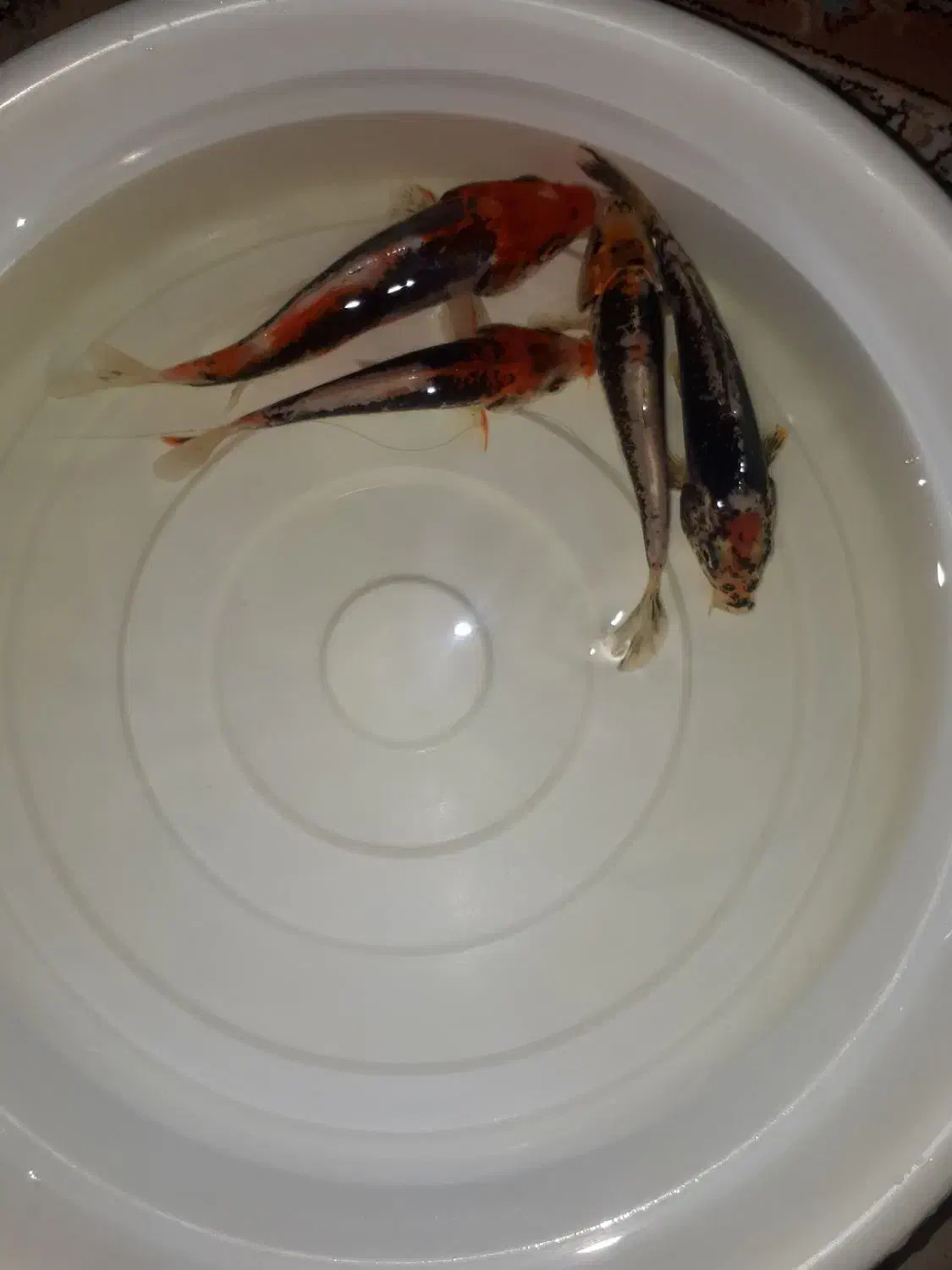 ماهی کوی|ماهی|اصفهان, برازنده|دیوار