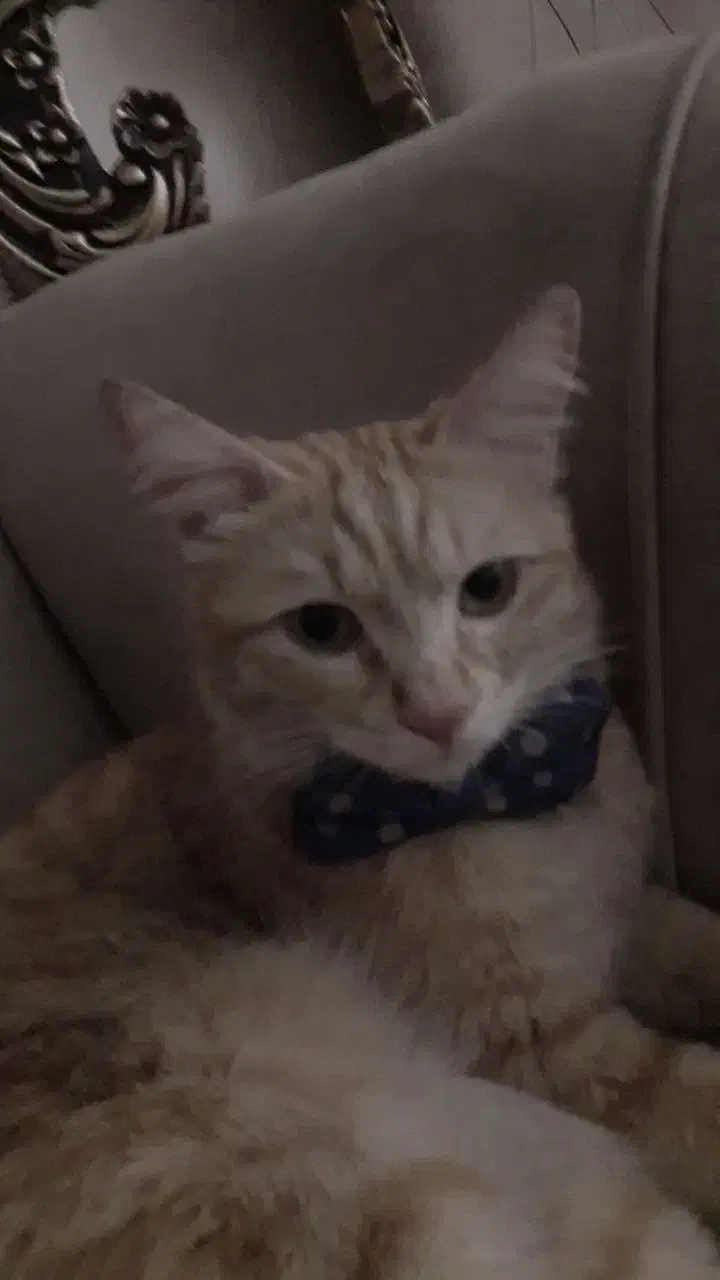 واگذاری|گربه|ورامین, خیر آباد|دیوار