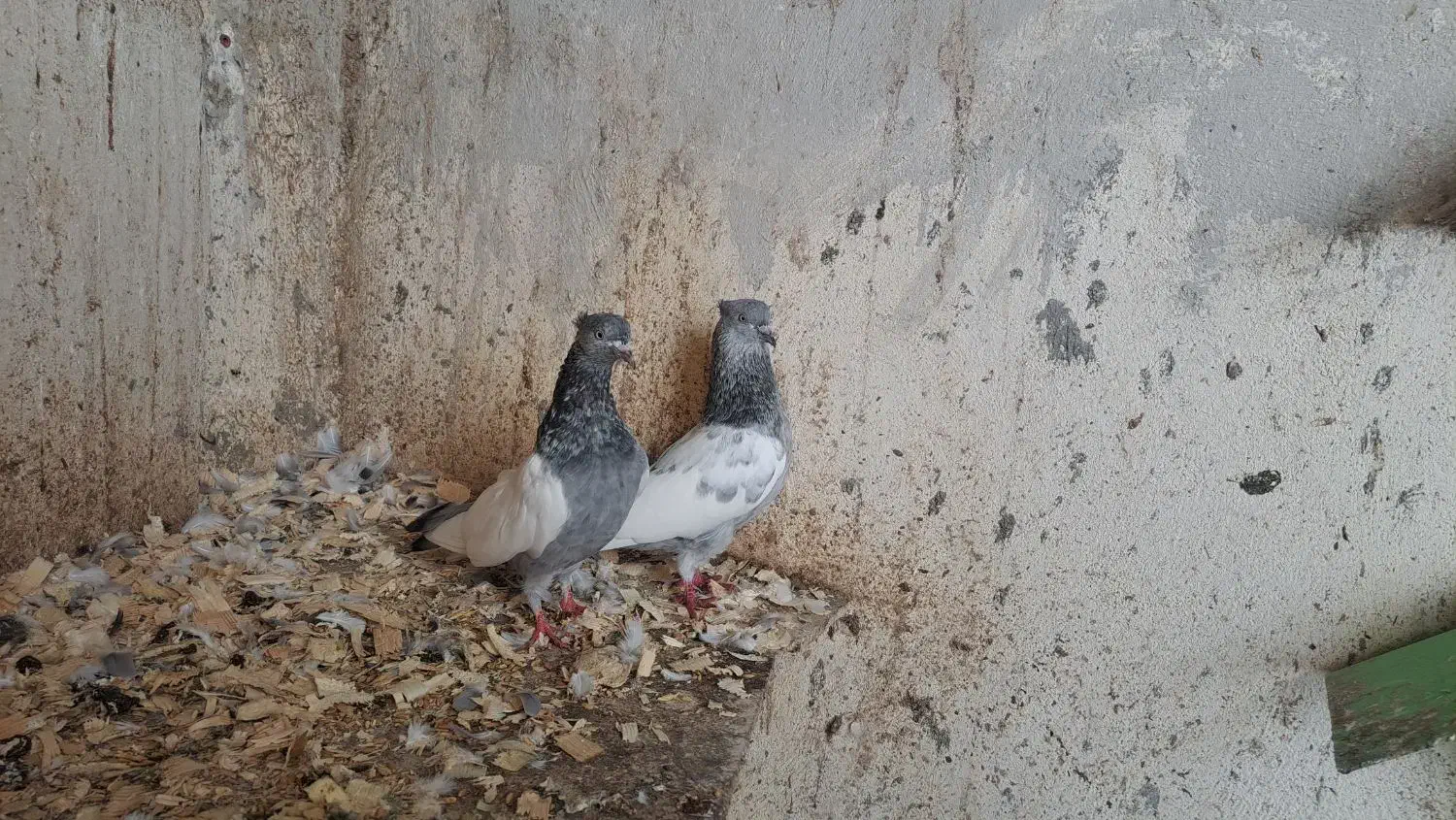 کبوتر سینه آبی|پرنده|رشت, بلوار گیلان|دیوار