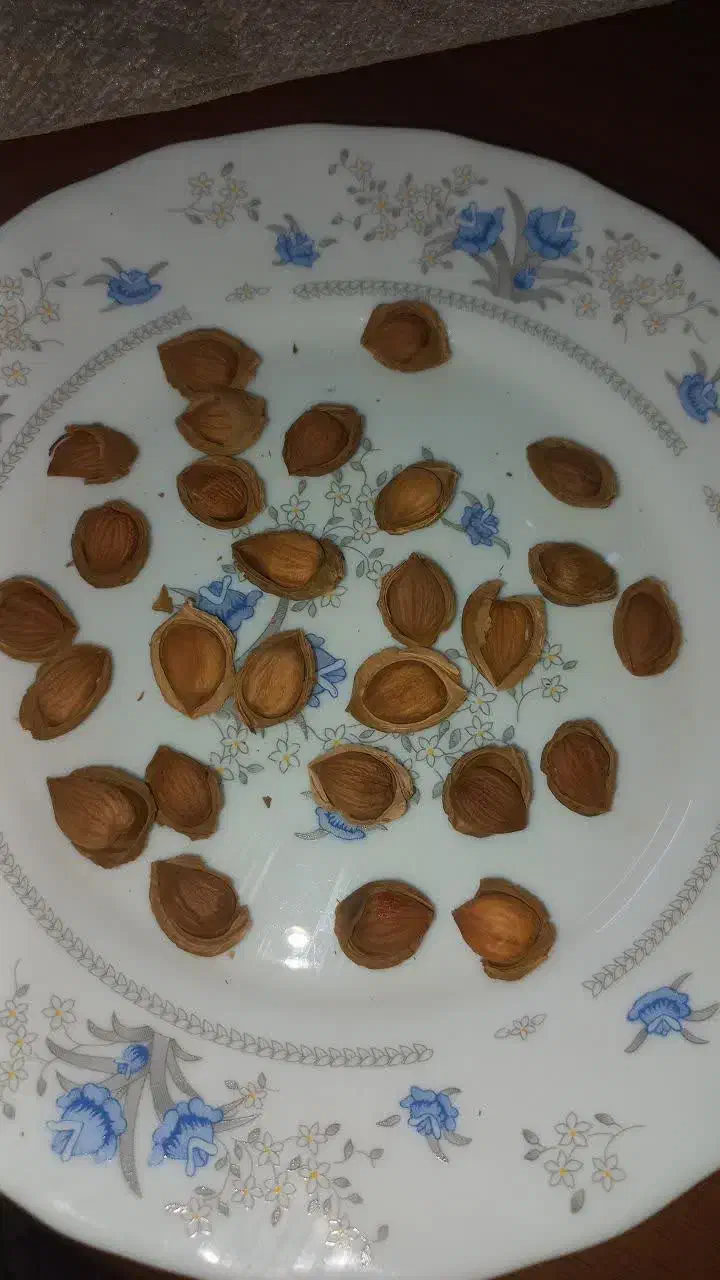 تخمه|خوردنی و آشامیدنی|بسطام, |دیوار