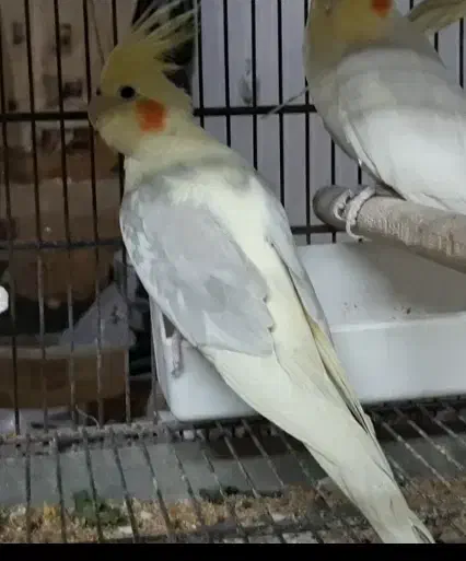 عروس هلندی لوتینو دوکت گمشده در نسیم شهر|حیوانات|نسیمشهر, |دیوار