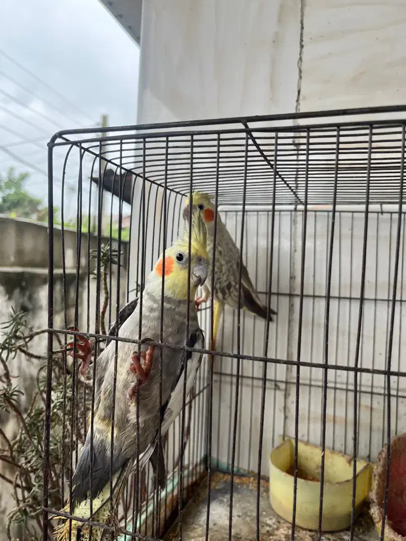 عروس هلندی نروماده لیمویی و طوسی|پرنده|بابلسر, |دیوار