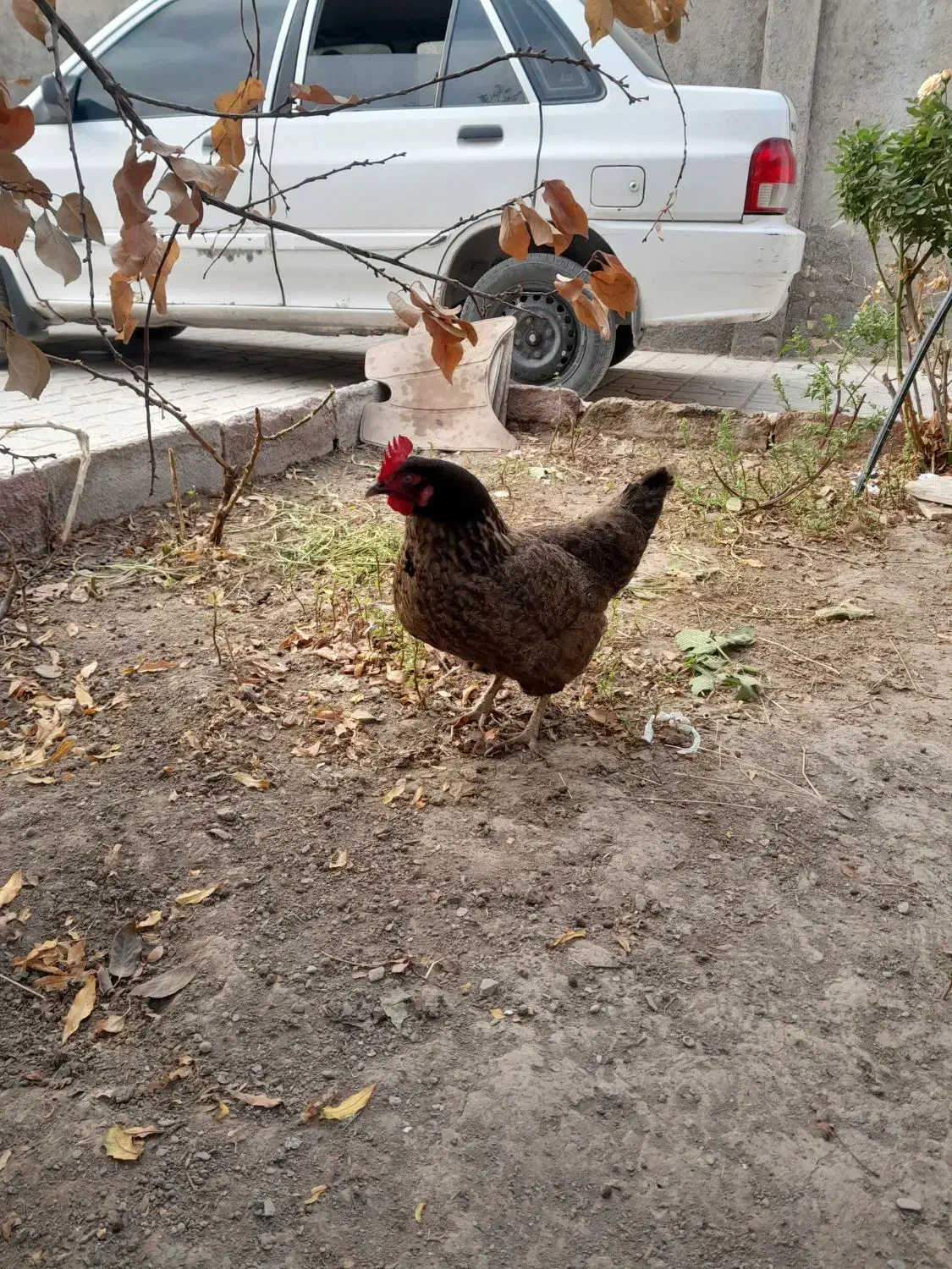 مرغ تخمی|حیوانات مزرعه|تربت‌حیدریه, بالا ولایت|دیوار