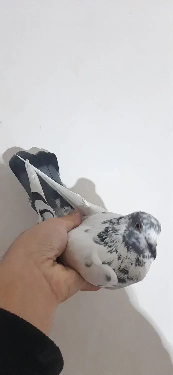 کبوتر ماده پاکستانی|پرنده|مشگین شهر, |دیوار