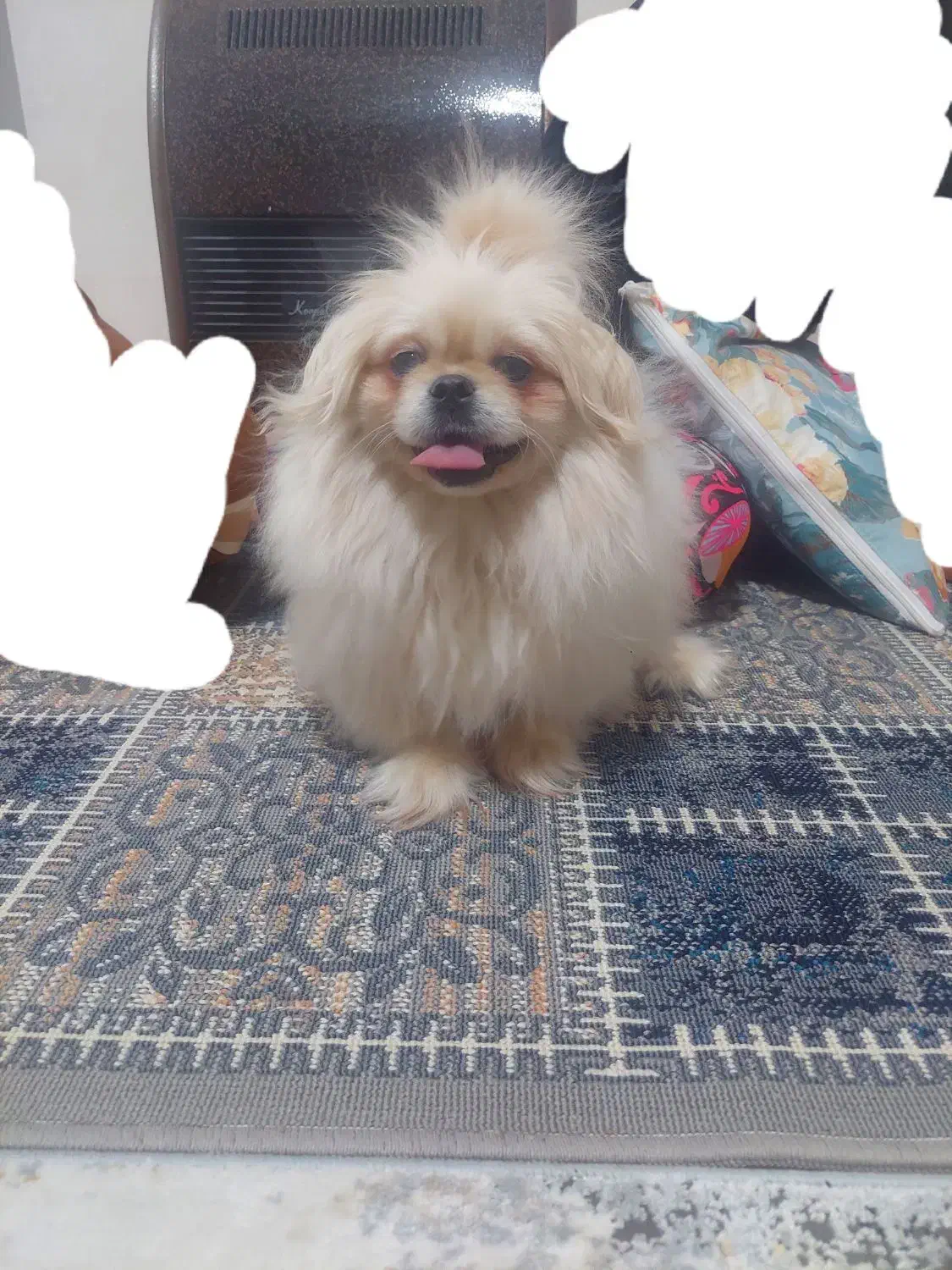 سگ پیکینیز امپریال|سگ|شیراز, رکنآباد|دیوار