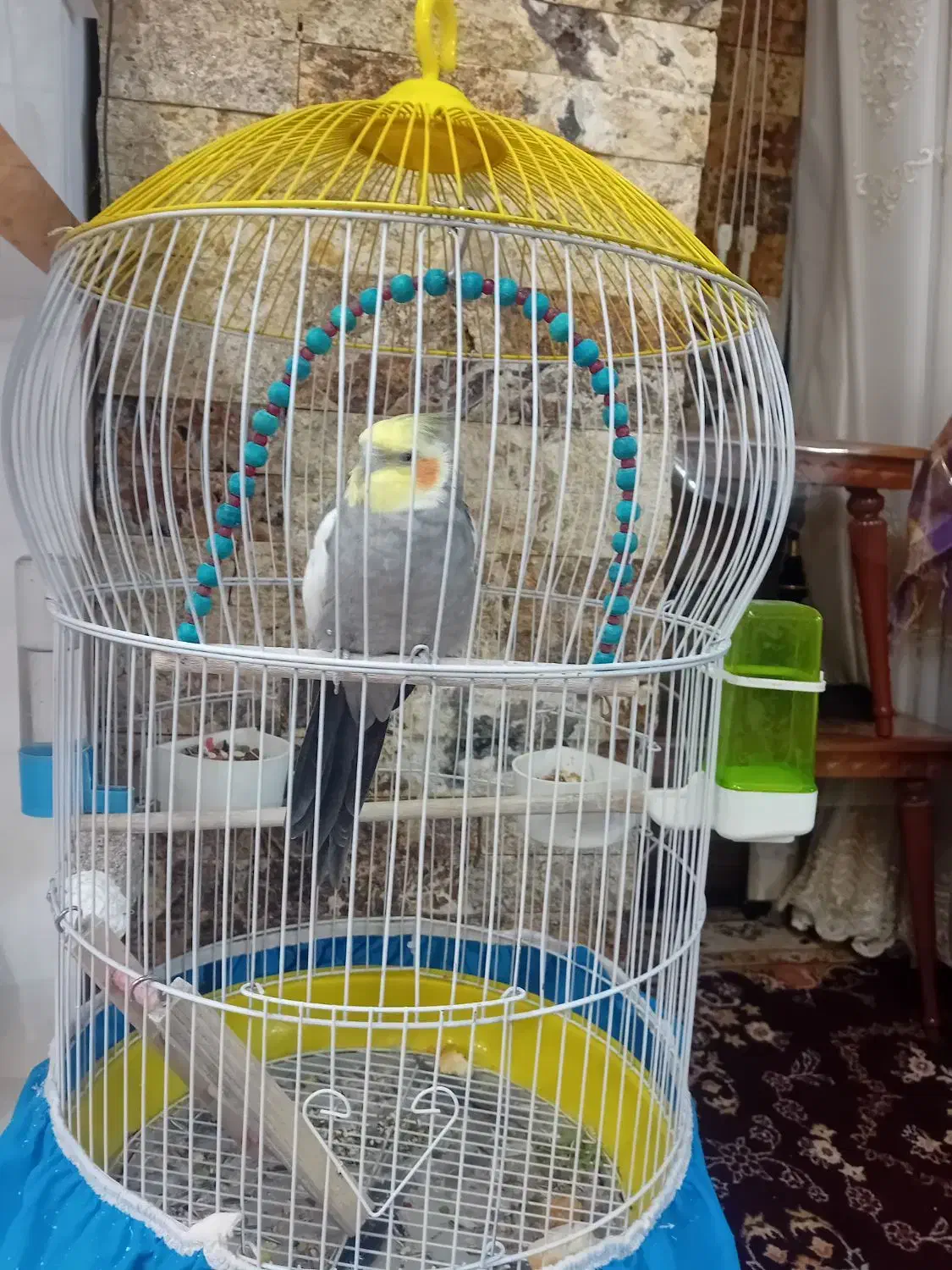 عروس هلندی|پرنده|زیباشهر, |دیوار