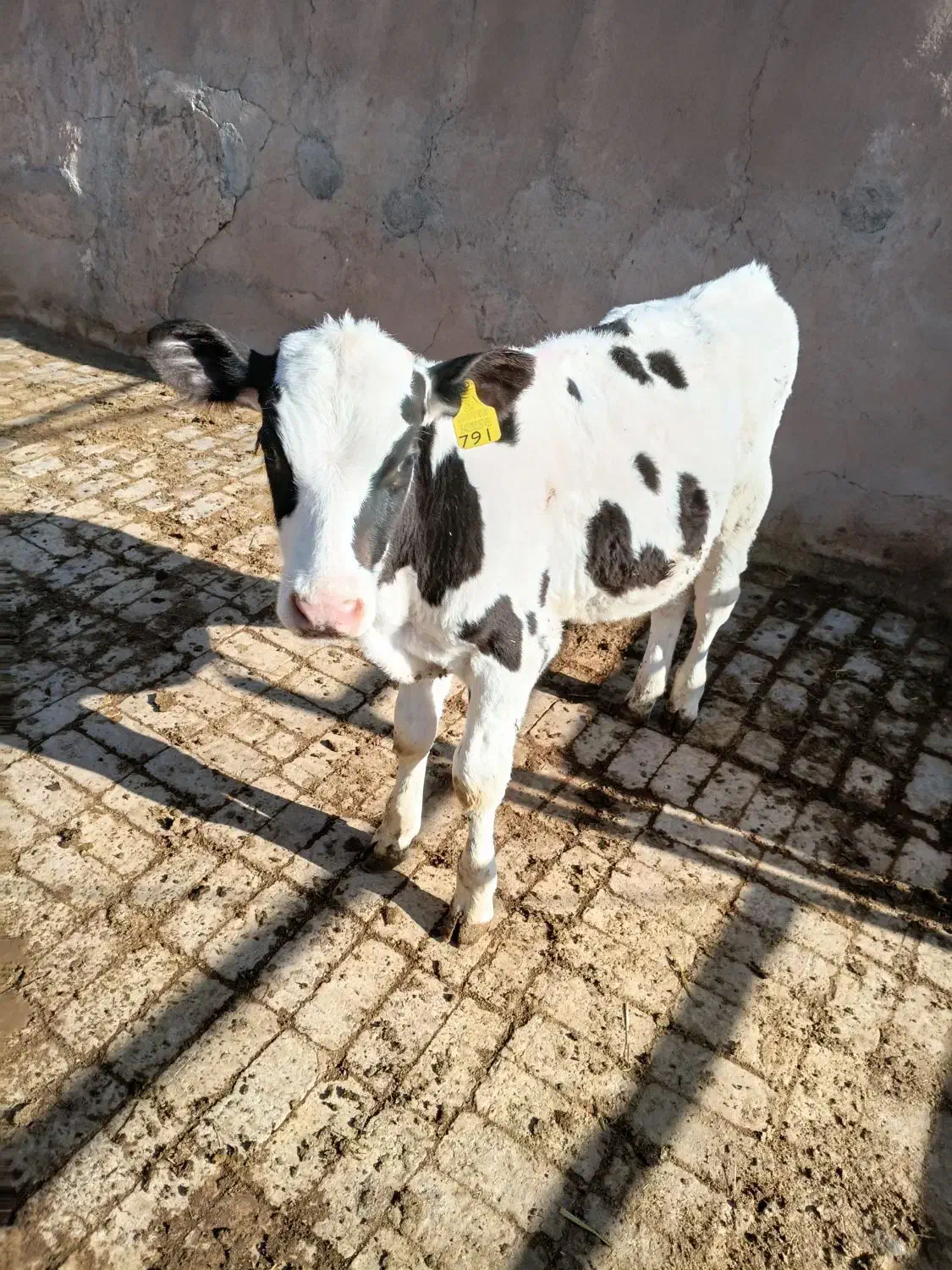 گوساله قطع شیر|حیوانات مزرعه|بوئین زهرا, |دیوار