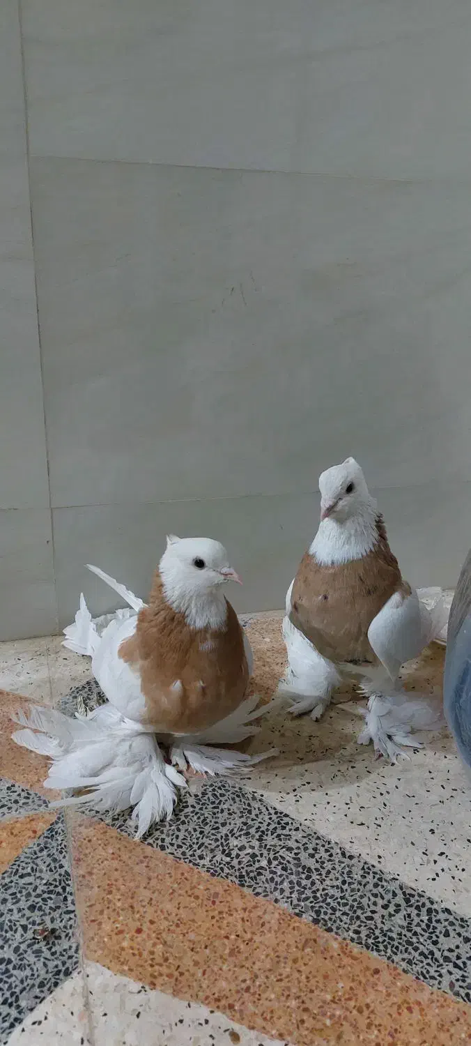 کبوتر طوقی زرد|پرنده|پیر بکران, |دیوار