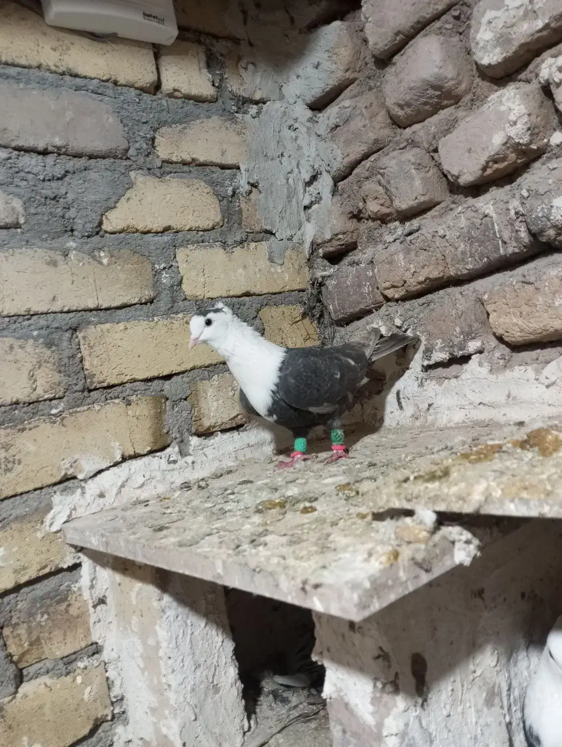 کبوتر سر سفید|پرنده|اسفرورین, |دیوار