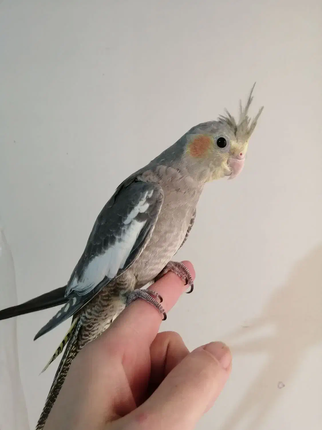 عروس هلندی رام و دستی 550|پرنده|ری, فیروزآبادی|دیوار