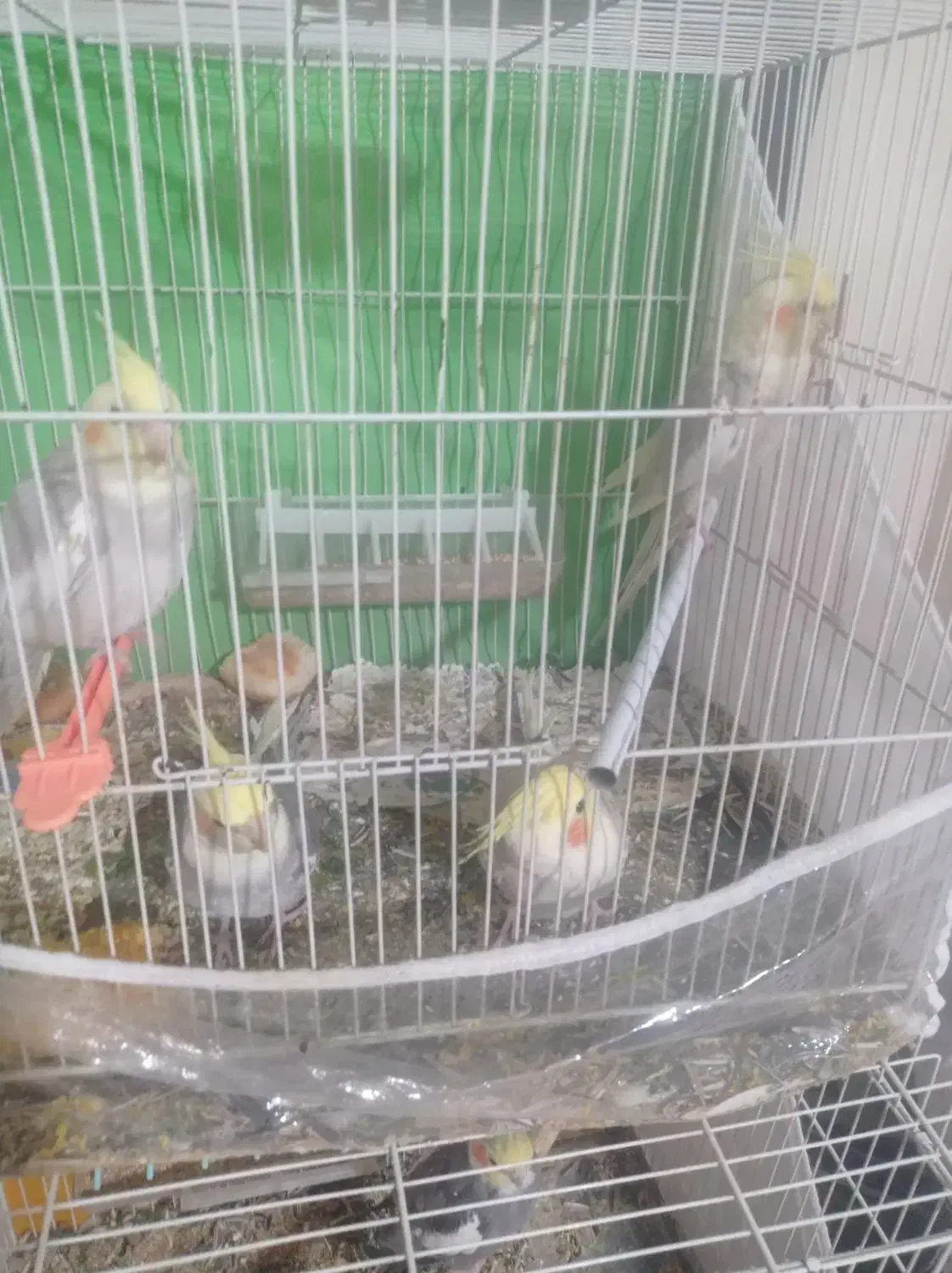 ۴ عدد عروس هلندی|پرنده|شاندیز, |دیوار