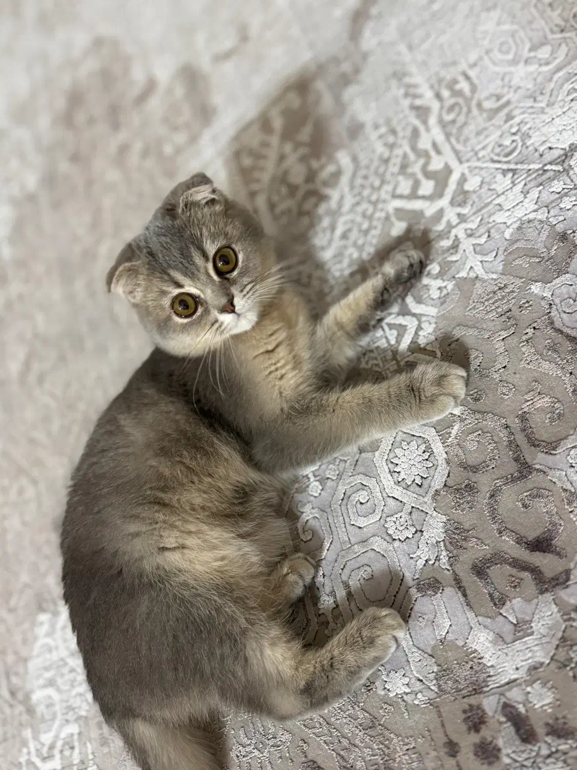 اسکاتیش فولد بلوگلد|گربه|شیراز, ارم|دیوار