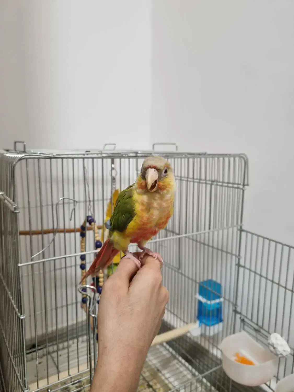 طوطی گرینچیک دستی بازیگوش با قفس بزرگ|پرنده|داراب, |دیوار