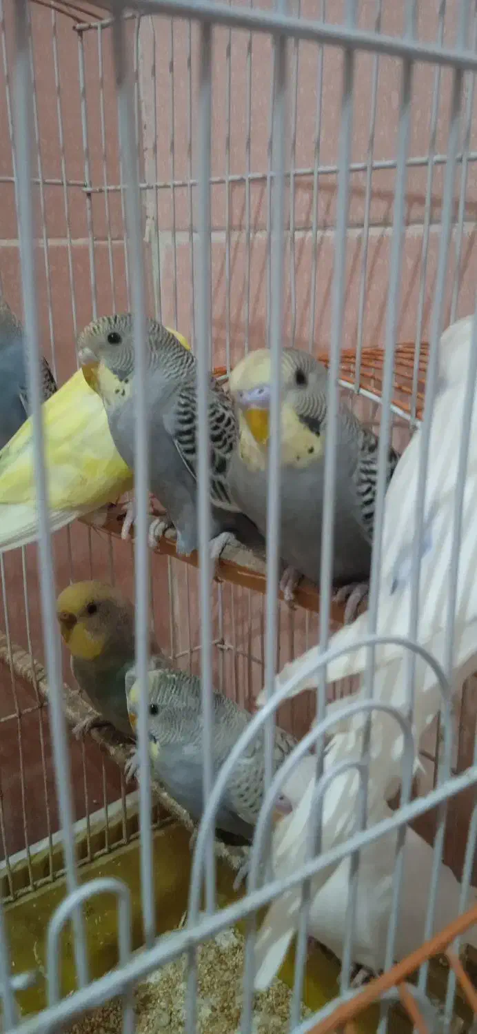 مرغ عشق|پرنده|میناب, |دیوار