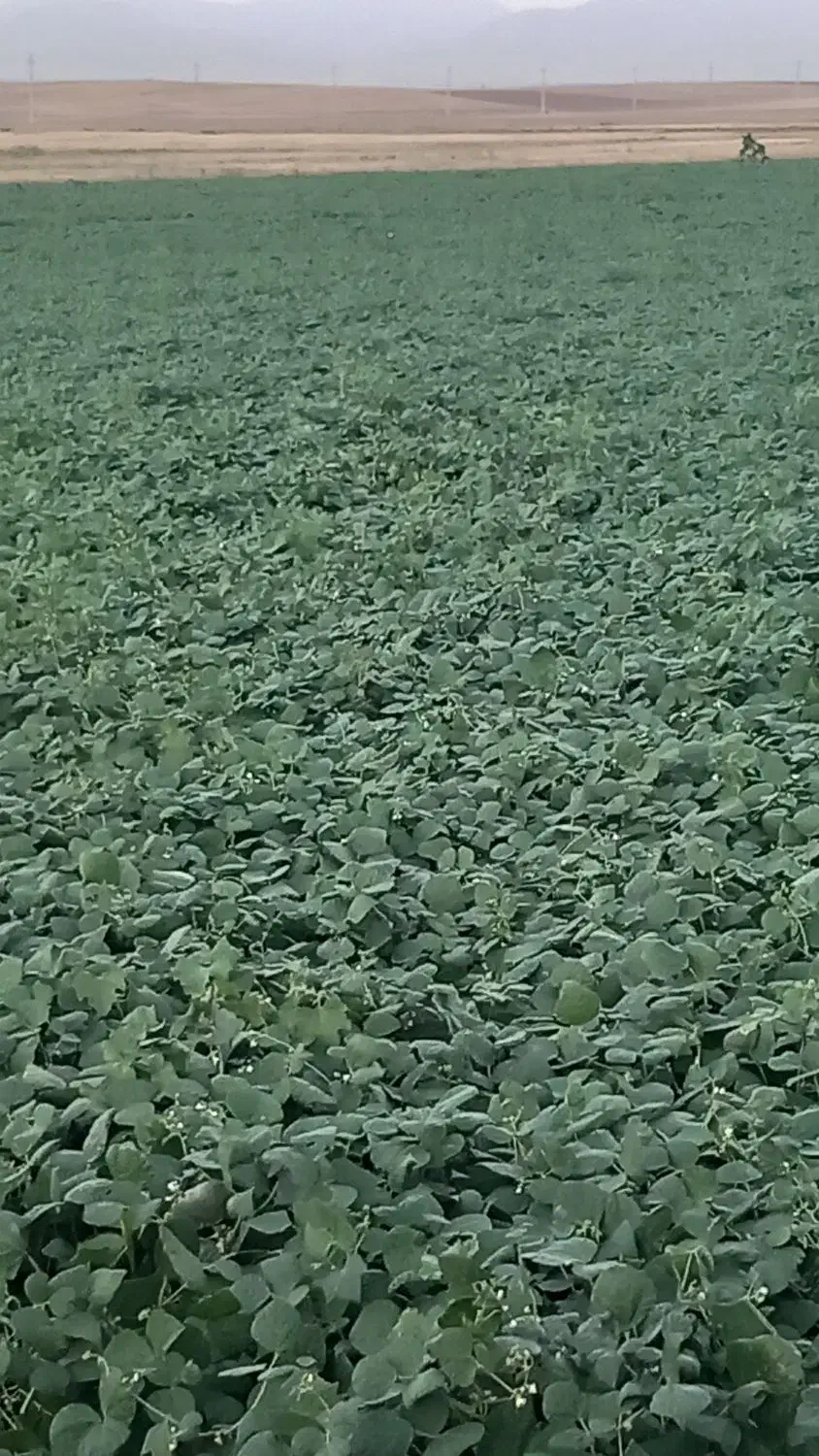 لوبیای قرمز|عمده‌فروشی|شاهنجرین, |دیوار