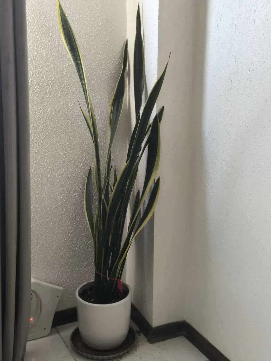 سه گل باهم|گل و گیاه طبیعی|شاهین‌شهر, مسکن مهر|دیوار