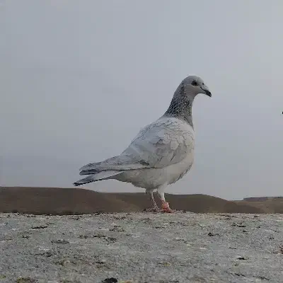 ماده سار  مسافتی|پرنده|مشهد, کارده|دیوار