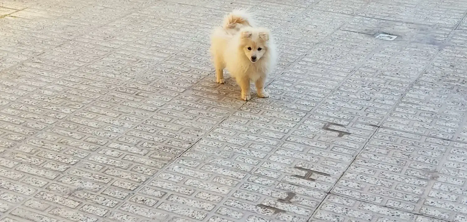 پامر عروسکی 4 ماهه|سگ|فولادشهر, A6|دیوار