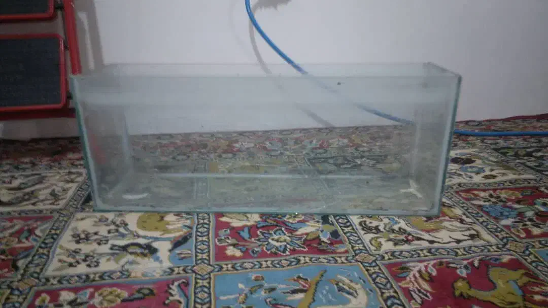 اکواریوم|ماهی|ابریشم, |دیوار