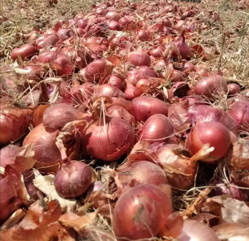 بذرپیاز|عمده‌فروشی|فسا, |دیوار