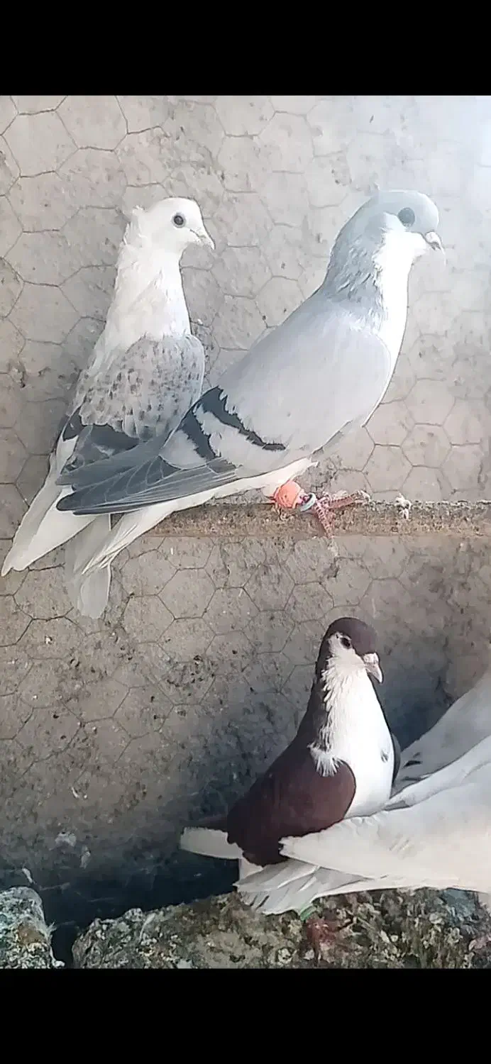 کبوتر صید در چناران|پرنده|مشهد, امیریه|دیوار
