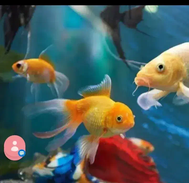 ماهی گلد فیش|ماهی|مبارکه, |دیوار